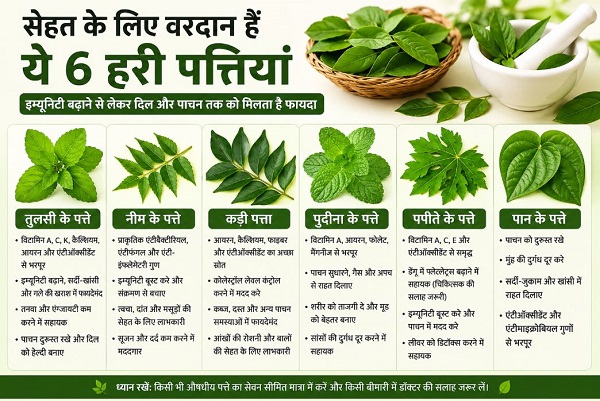 सेहत के लिए किसी वरदान से कम नहीं हैं ये 6 हरी पत्तियां, इम्यूनिटी बढ़ाने से लेकर दिल और पाचन तक को मिलता है फायदा